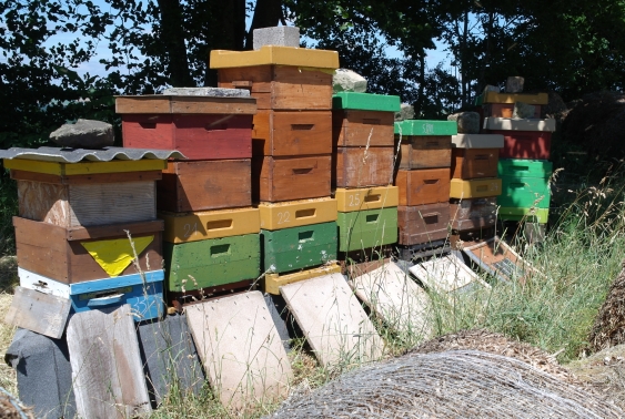 Bienenstand Scheuern
