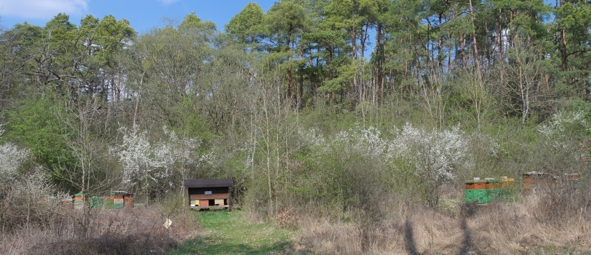 Bienenstand Wolsfeld