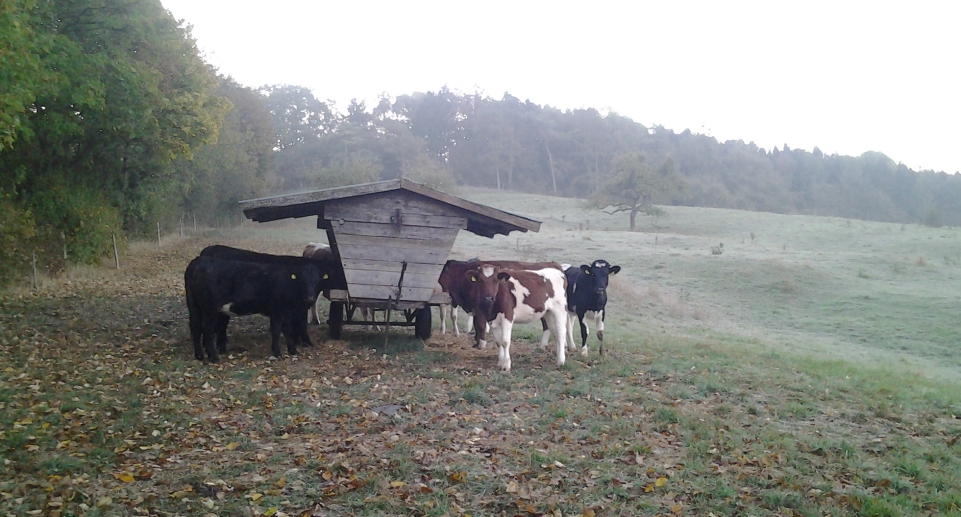 Herbstweide